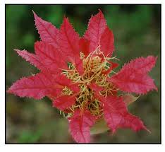 Image result for Macaranga mellifera