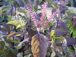 Image result for Ocimum angustifolium