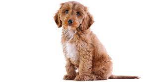 Can Cockapoo Puppies Be Left Alone How Soon How Long