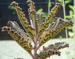 Pin On My Succulents