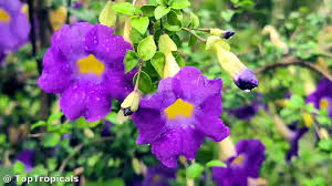 Image result for Thunbergia erecta