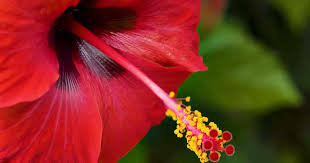 Attracts butterflies and resists deer. 7 Tips On Choosing The Right Hibiscus Fertilizer