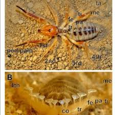 Camels are unique animals with origins tracking back to 45 million years. Pdf Primary Processing Neuropils Associated With The Malleoli Of Camel Spiders Arachnida Solifugae A Re Evaluation Of Axonal Pathways