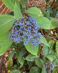 Image result for Hyparrhenia dichroa