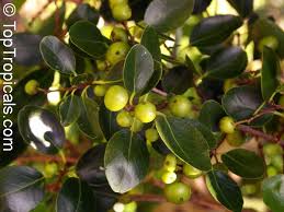 Image result for Flacourtia indica