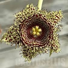 Image result for Huernia hystrix