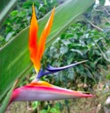 Comment faire fleurir un oiseau du paradis. Strelitzia Reginae Entretien Comment Faire Fleurir Un Oiseau De Paradis