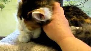 Must be a true calico! Zen Gorgeous Long Haired Calico Adult Female Cat For Adoption Adopted Youtube