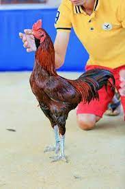 Anda bisa mengunduh atau mencetak gambar atau foto ayam magon magonthai jago petarung gambar di samping memakai printer. Daftar Harga Ayam Pama Bulan April 2021 Terbaru