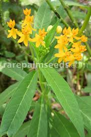 Image result for Asclepias curassavica