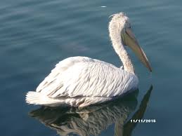 Pelikan