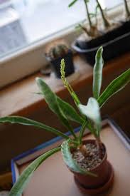Image result for Sansevieria dooneri