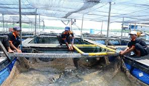 Meningkatkan Ekonomi Bontang Dengan Budidaya Ikan Kerapu