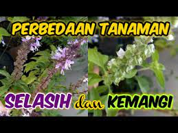 Check spelling or type a new query. Perbedaan Selasih Dan Kemangi Youtube