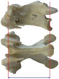 Hence number of cervical vertebrae in camel is the same as that of whale i.e 7 cervical vertebrae. The Effect Of Intervertebral Cartilage On Neutral Posture And Range Of Motion In The Necks Of Sauropod Dinosaurs