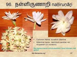 He mentions name of 100 flowers and nearly most of the flowers he has mentioned are taken from a poem from sangam literature. 99 à®šà®™ à®• à®‡à®²à®• à®• à®¯ à®®à®²à®° à®•à®³ Ideas Flower Names Flowers Botanist