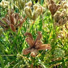 Image result for Millettia makondensis