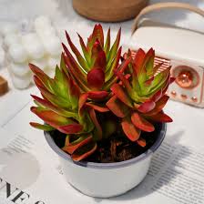 Image result for Crassula capitella