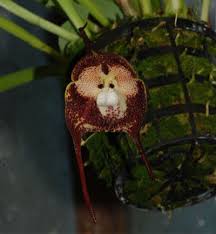Image result for Bulbophyllum oreonastes