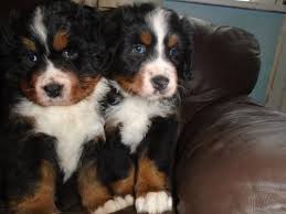 Maybe you would like to learn more about one of these? Bernese Mountain Dog Puppies For Sale Austin Tx 170911