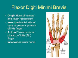 Each listed muscle also includes the spinal nerve root level that contributes to the muscles innervation. Flexor Digiti Minimi Brevis Innervation