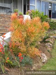 Check out fire pit accessories, covers and more for great finds to make your patio and backyard a place you'll rush home to. Euphorbia Tirucalli Cultivar Rosea Kumbula Indigenous Nursery