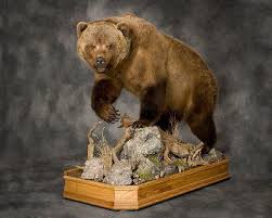 Award Winning Black Bear Shoulder Mount Taxidermied Animals Bears Foxes Wolves Deer Deer Heads All That Kind Of Stuff Bear Or Wolf Rug Would Be Awesome Too Bear Mounts Taxidermy Bear Skin Rug