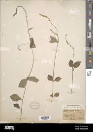 Image result for Cyathula