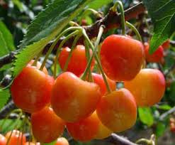Emperor Francis Sweet Cherry From Stark Bro S Sweet Cherries Cherry Tree Food Forest