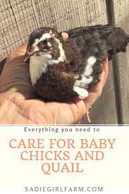 Caring For New Chicks Sadie Girl Farm Raising Quail Quail Chicken Incubator