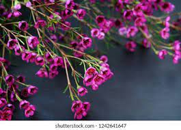 Chamelaucium Flower Recipe Best Flower Wallpaper