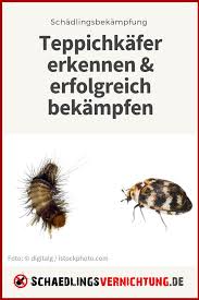 Teppichkäfer sind winzig kleine krabbeltiere, die. 640 Schadlingsbekampfung Ideen In 2021 Schadlingsbekampfung Schadlinge Lebensmittelmotten