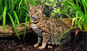 The breed name comes from the leopard cat's taxonomic name. Bengal Cat Breed Information