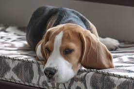 A beautiful and cute beagle dog name for your female pal. The 116 Most Popular Beagle Names Of 2019 The Dog People