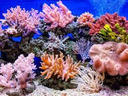Bland svaren hittar du här den bästa anemon med 6 bokstäver, genom att klicka på det eller på andra ord kan du hitta. Coral Animals Play Jigsaw Puzzle For Free At Puzzle Factory