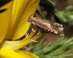 Image result for Cydia microgrammana