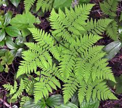 Image result for Gymnosporia oxycarpa