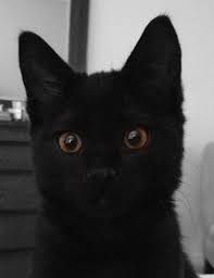 Big Black Cat Yellow Eyes My Black Kitten Big Yellow Eyes Black Kitten Kitten Yellow Eyes