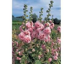 Once the rust is noticed on the upper side of the leaves, treatment can only keep it from spreading and will not cure the affected leaf. Alcea Rosea Appleblossom Common Name Hollyhock Hardiness Zone 3 7 S 3 10 W Height 6 8 Exposure Full Hollyhocks Flowers Growing Hollyhocks Hollyhock