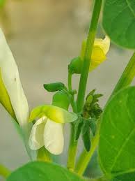 Image result for Phaseolus lunatus