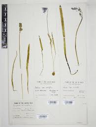 Image result for Dipcadi vaginatum