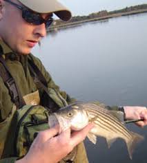 Striped Bass In The Marshes On The Fly