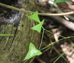 Image result for Zehneria microsperma