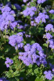 Blue Flossflower Close Up Latin Name Ageratum Houstonianum Stock Photo Picture And Royalty Free Image Image 108392448