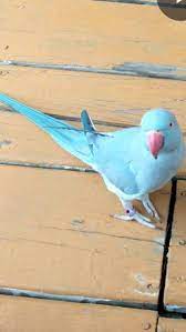 Lost Indian Ringneck Parakeet Malton Mississauga Ontario On Canada L37067 Pet Birds Losing A Pet Ring Necked Parakeet