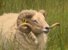 Le bourg d'ouessant s'appelle lampaul. Comment Elever Les Moutons D Ouessant Entretien Espace