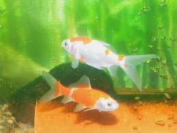 Goldfische Aquariumlog By Kamillo Koi Und Aquaristik