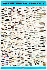 69 punctual freshwater tropical fish chart