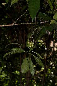 Image result for Chassalia parvifolia