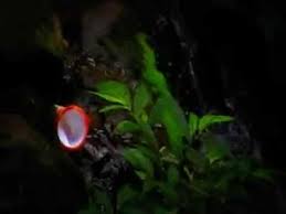 Peoplelooker.com has been visited by 100k+ users in the past month Legenda Batu Bekas Telapak Kaki Putri By Rekayasa Video